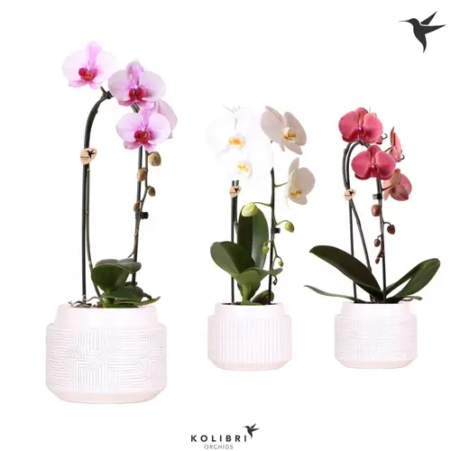 Phal.1-R mix Niagara Fall im Maze Topf T12 H050