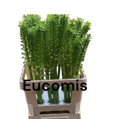 Eucomis creme weiss