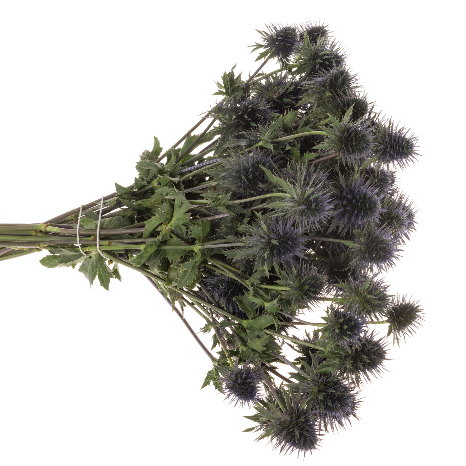 Distel blau Scorpius 40cm x 20