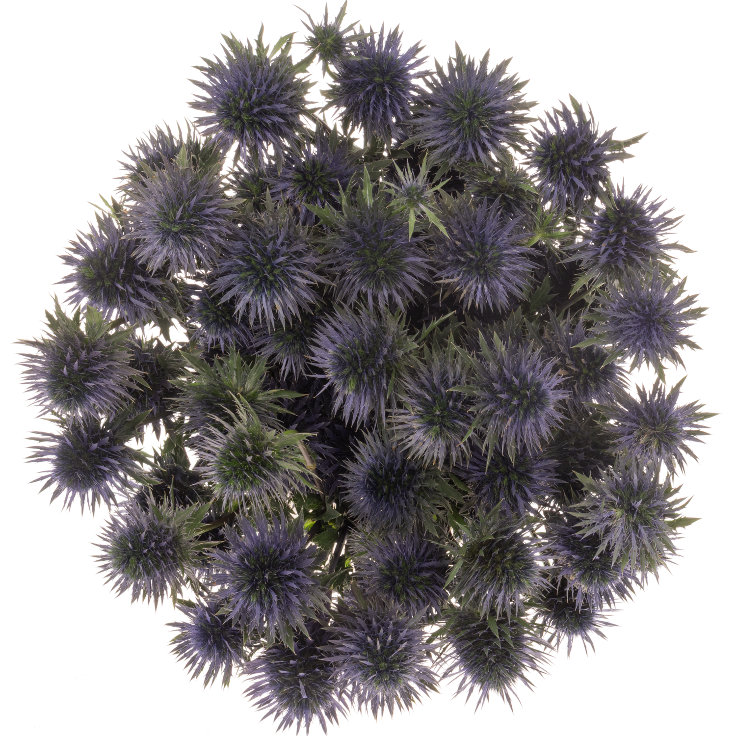 Distel blau Scorpius 40cm x 20