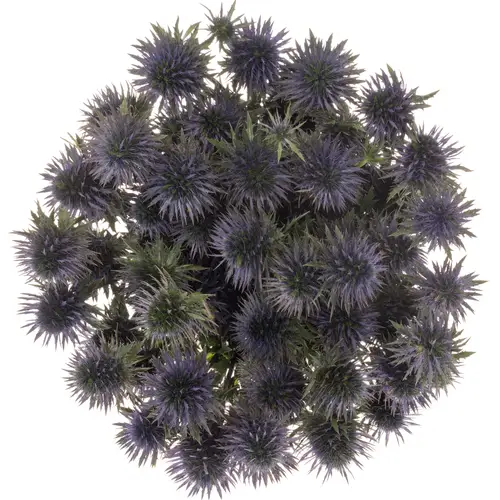 Distel blau Scorpius 40cm x 20