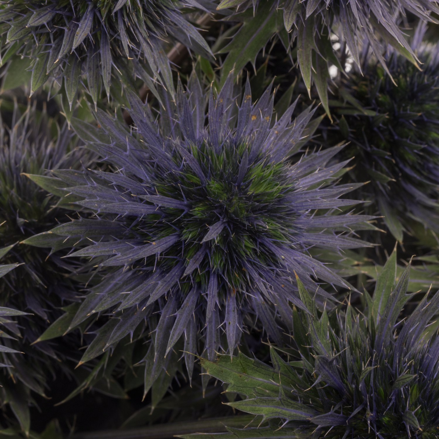 Distel blau Scorpius 40cm x 20