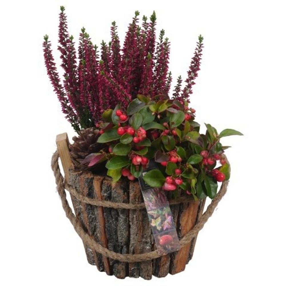 Garten.Arr PTHO4227 Herbst T19 H032