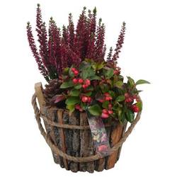 Garten.Arr PTHO4227 Herbst T19 H032