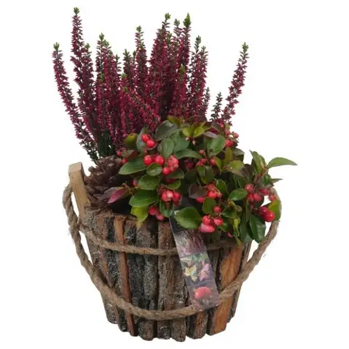 Garten.Arr PTHO4227 Herbst T19 H032