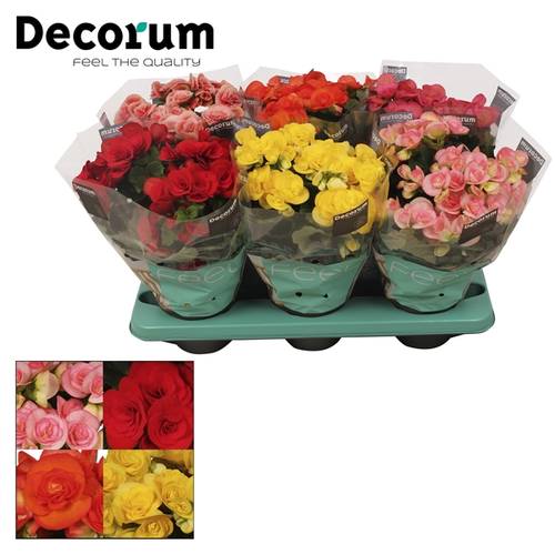 Begonie mix T14 H32