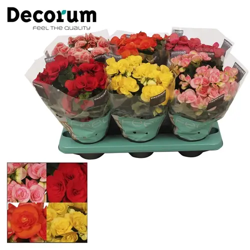 Begonie mix T14 H32