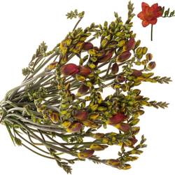 Freesie rot Ruby 20 Gramm