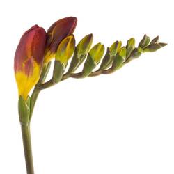 Freesie rot Ruby 20 Gramm