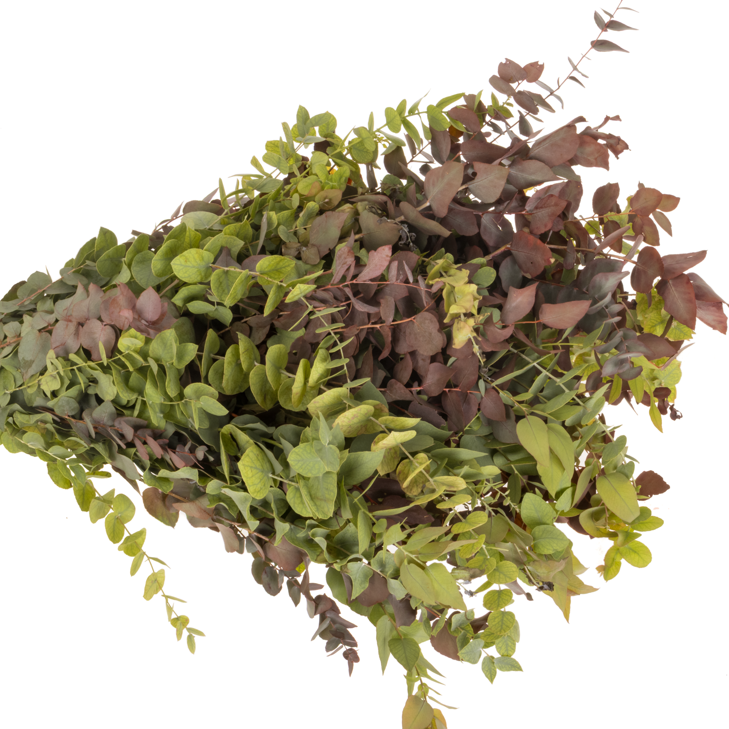 Populus herbst Stuartiana gefärbt 200 Gramm 70cm