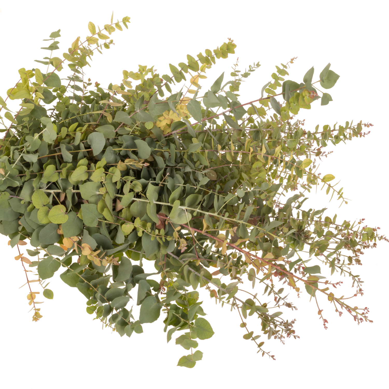 Populus natur Stuartiana Herbst 200 Gramm 70cm