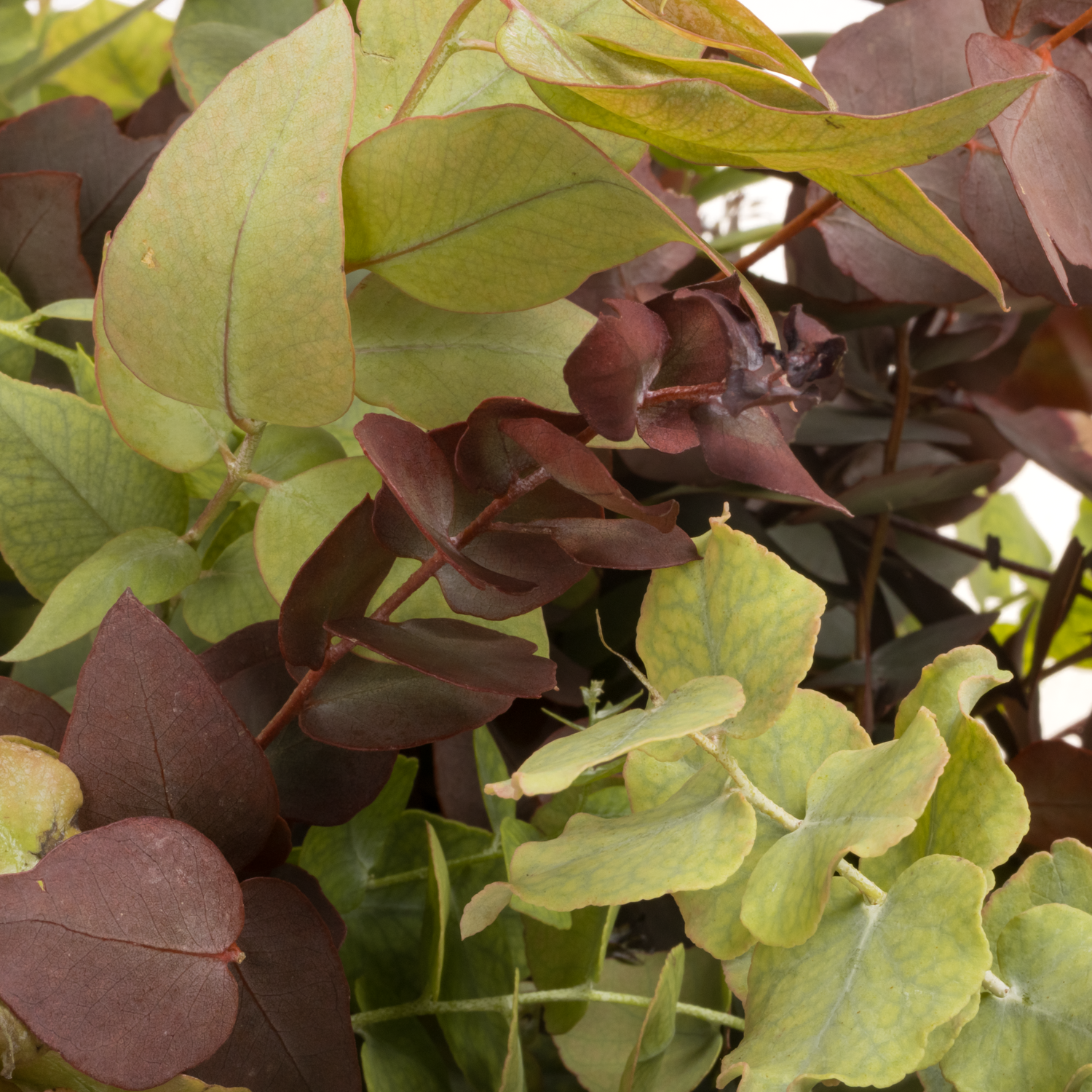 Populus herbst Stuartiana gefärbt 200 Gramm 70cm