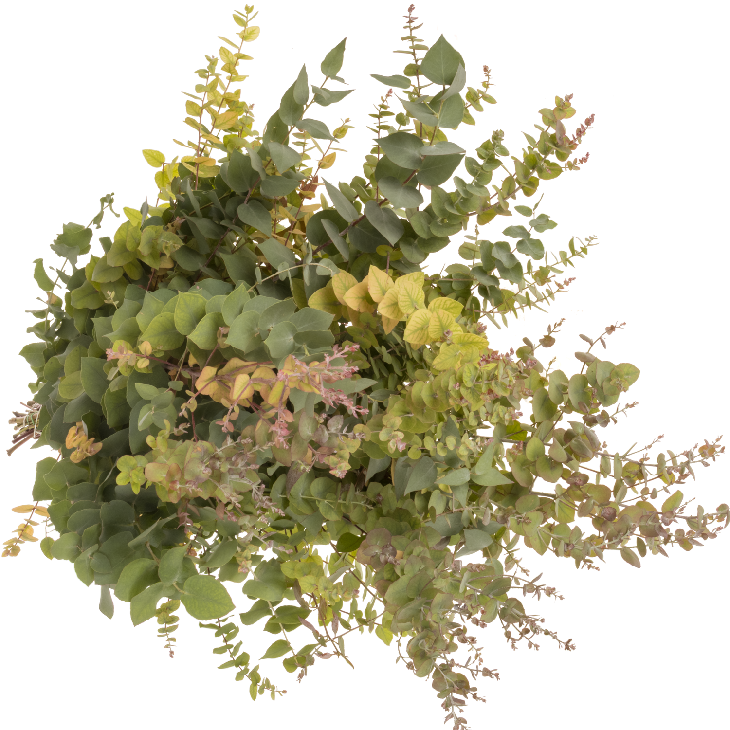 Populus natur Stuartiana Herbst 200 Gramm 70cm