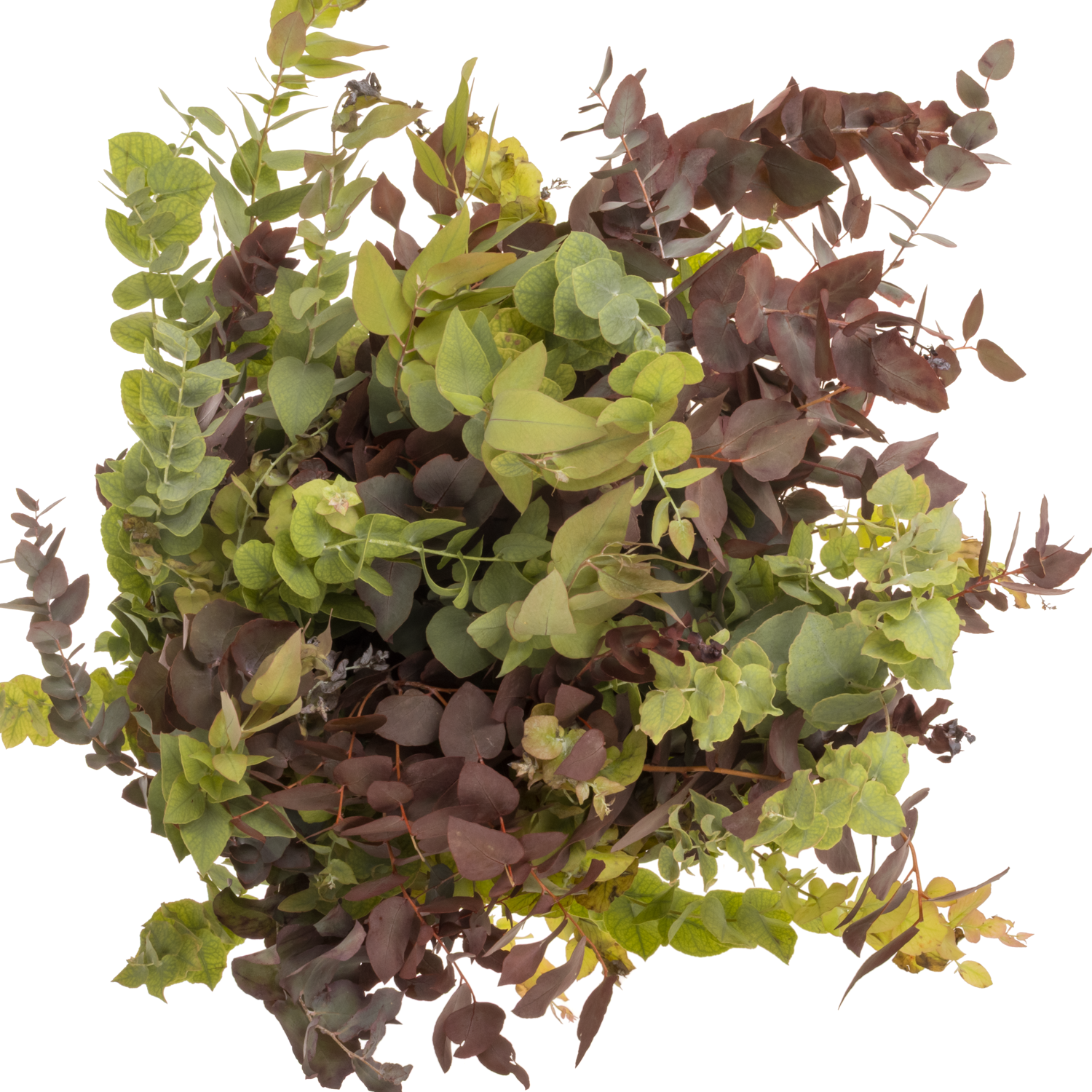 Populus herbst Stuartiana gefärbt 200 Gramm 70cm