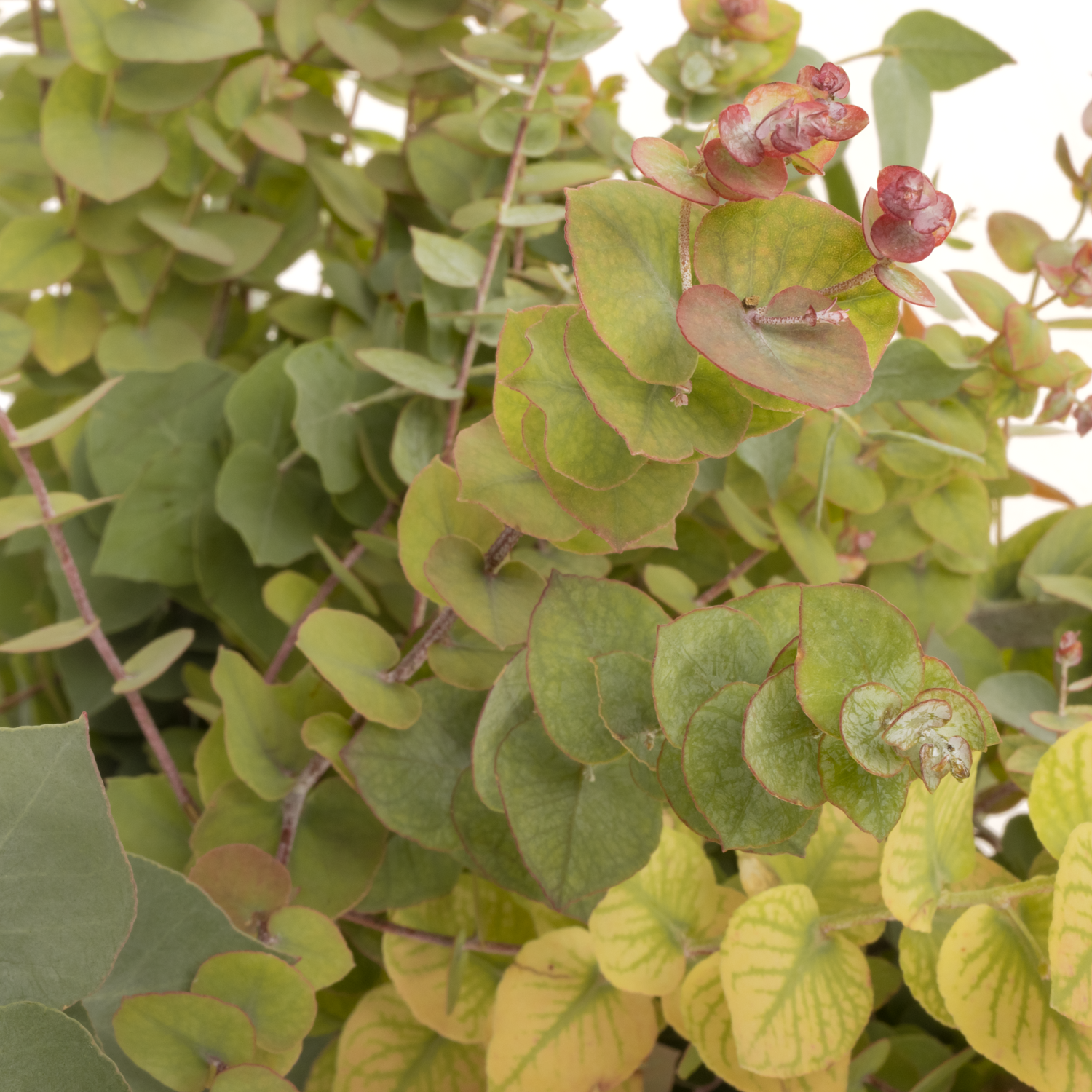 Populus natur Stuartiana Herbst 200 Gramm 70cm