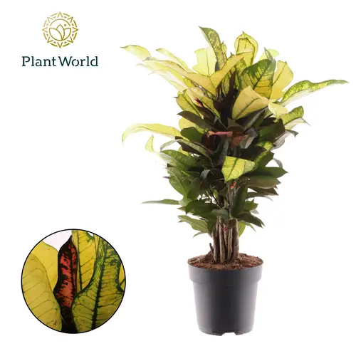 Codiaeum Wilma T17 H060