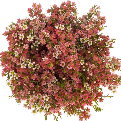 Wachsflower rot/creme Sw Sixteen 50 Gramm 60cm