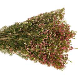 Wachsflower rot/creme Sw Sixteen 50 Gramm 60cm