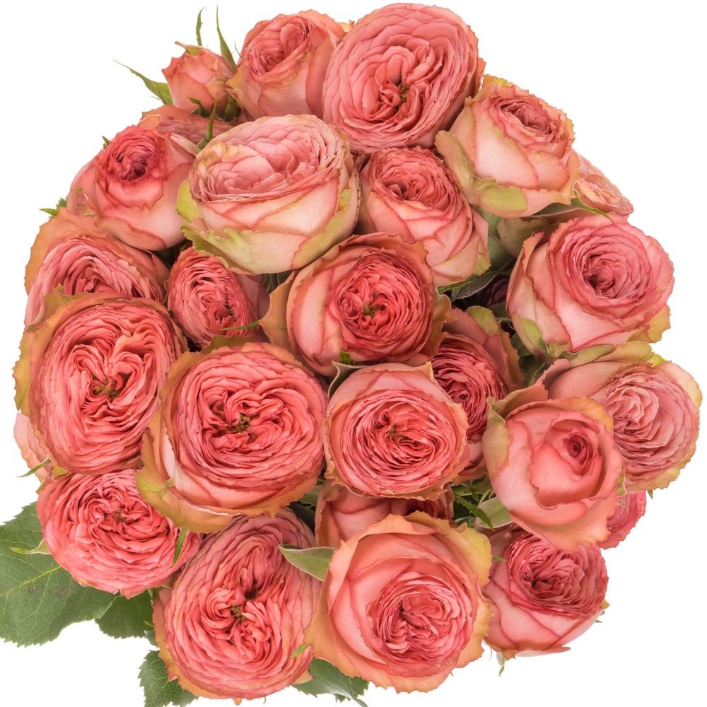 Rose verzweigt rosa/rot Hawi 50cm