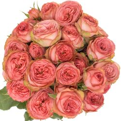 Rose verzweigt rosa/rot Hawi 50cm