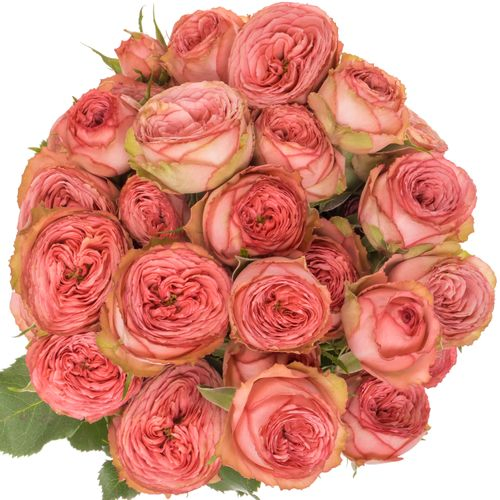 Rose verzweigt rosa/rot Hawi 50cm