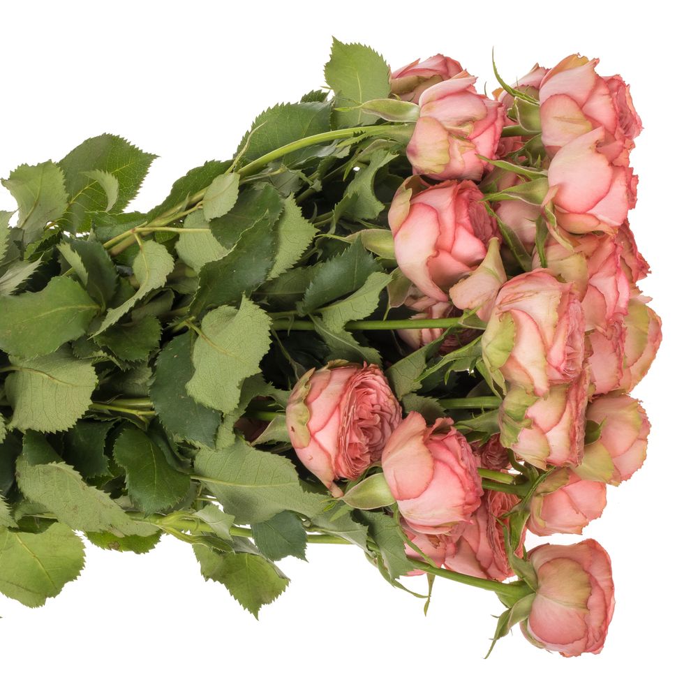 Rose verzweigt rosa/rot Hawi 50cm
