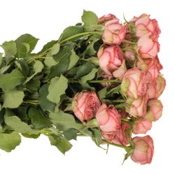 Rose verzweigt rosa/rot Hawi 50cm
