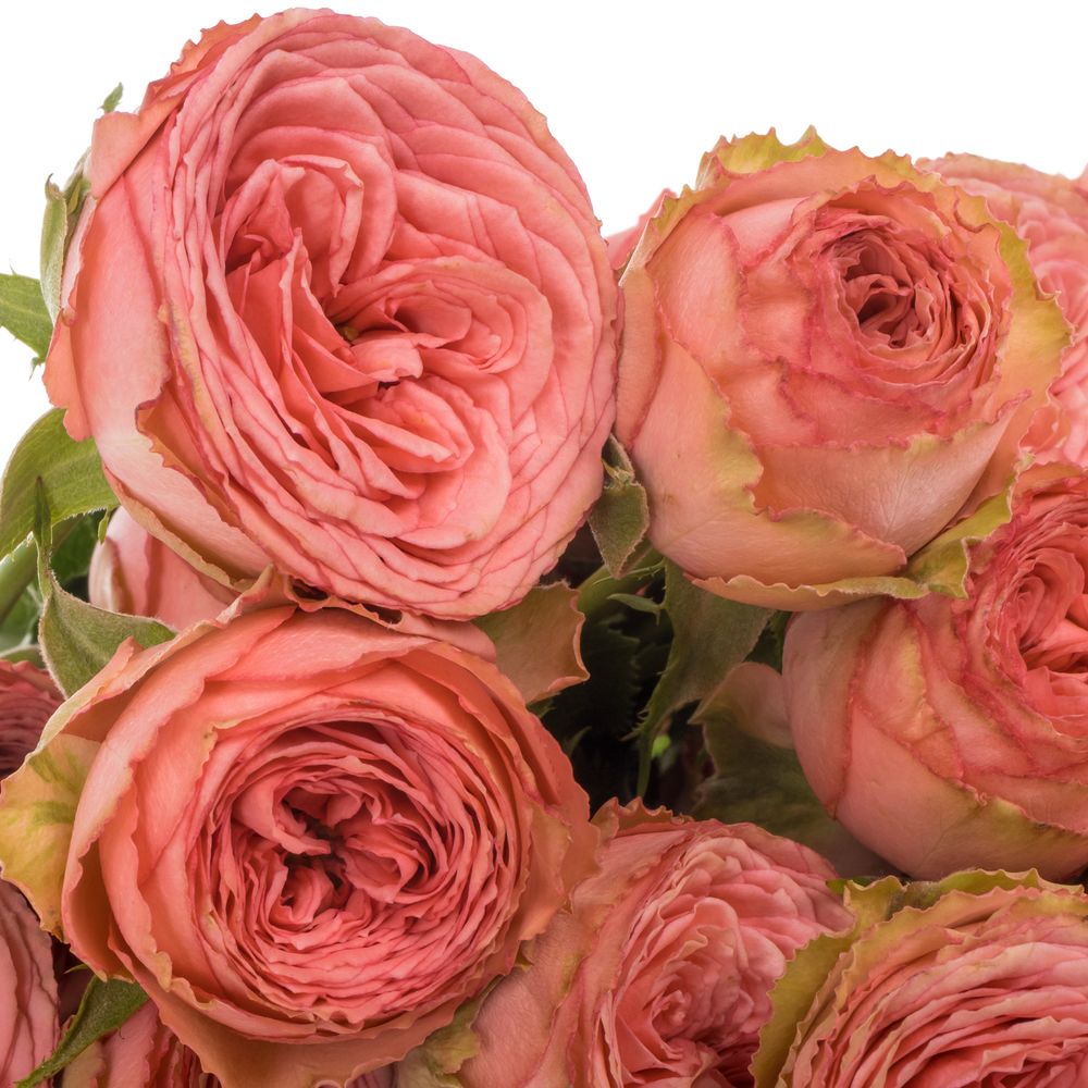 Rose verzweigt rosa/rot Hawi 50cm