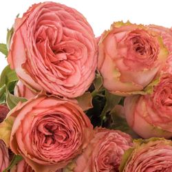 Rose verzweigt rosa/rot Hawi 50cm