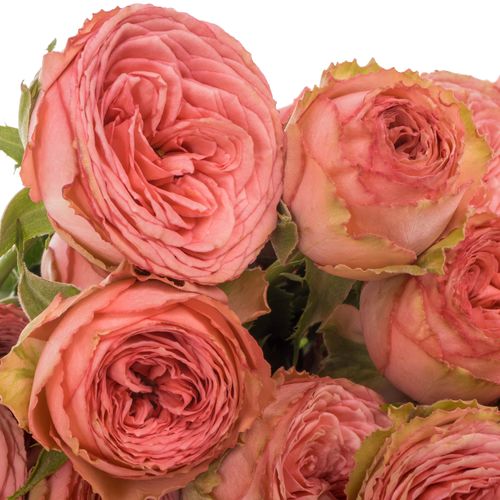 Rose verzweigt rosa/rot Hawi 50cm