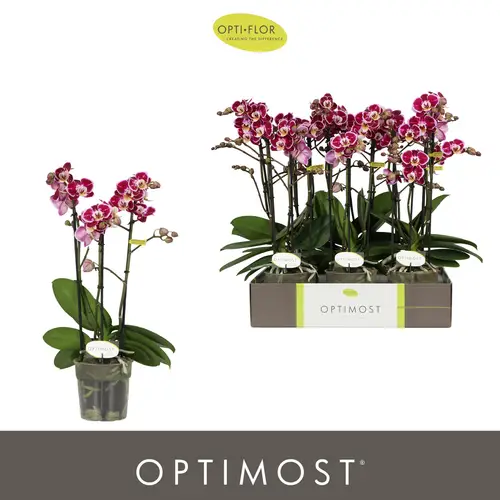 Phal.3-R dunkel lila Bubbles Optimost T12 H045