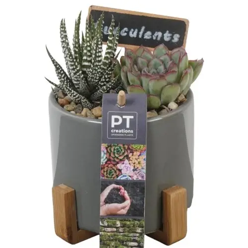 Succ.Arr PTSU8466 T12 H016