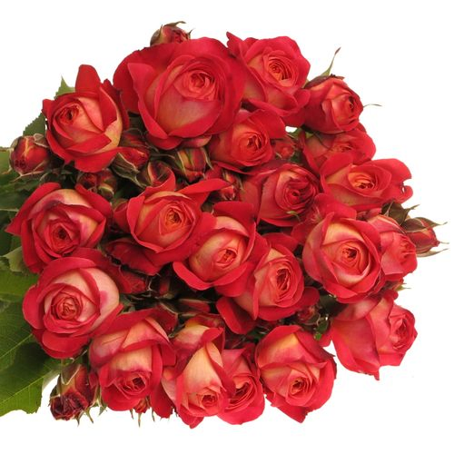 Rose rot Freiland Midsummer 4+Blüte 50cm