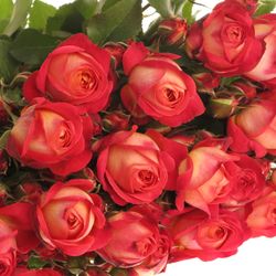 Rose rot Freiland Midsummer 4+Blüte 50cm