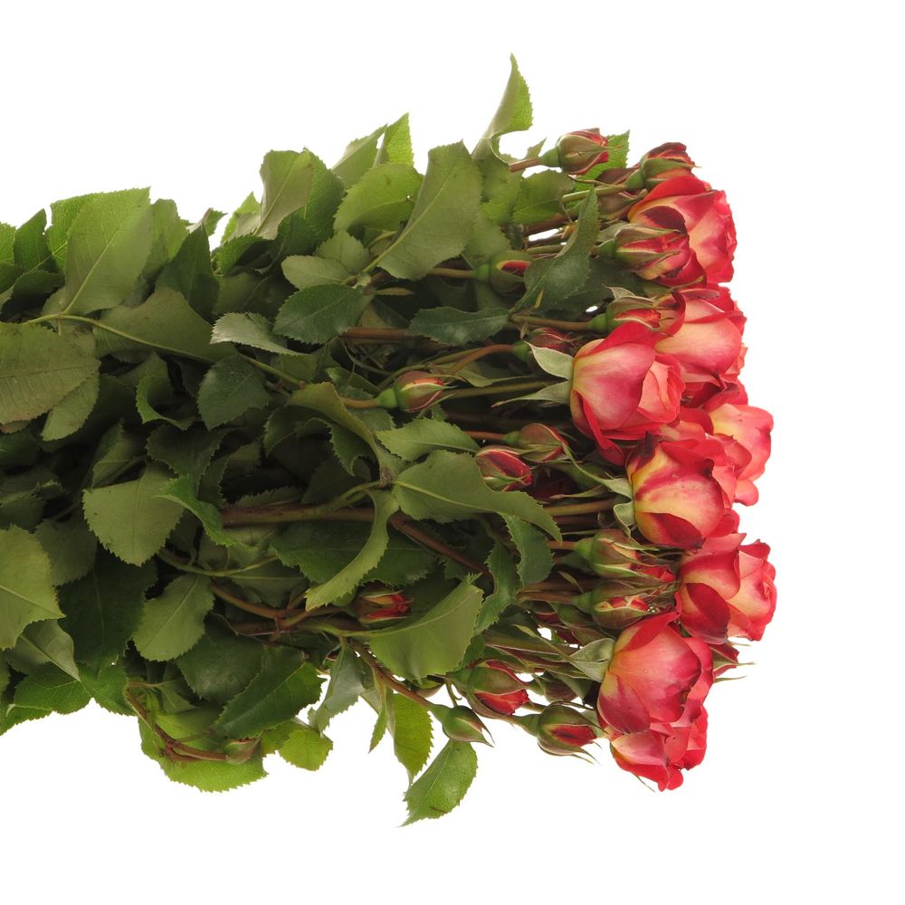 Rose rot Freiland Midsummer 4+Blüte 50cm