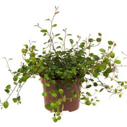 Mühlenbeckia Complexa T10,5 H010