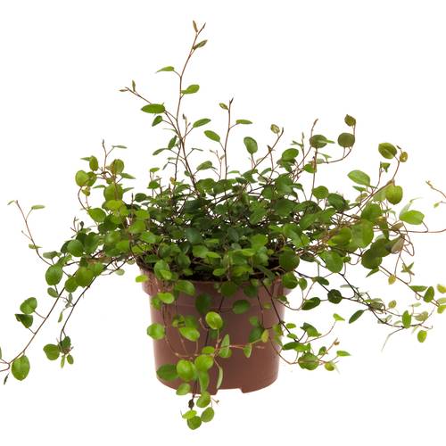 Mühlenbeckia Complexa T10,5 H010
