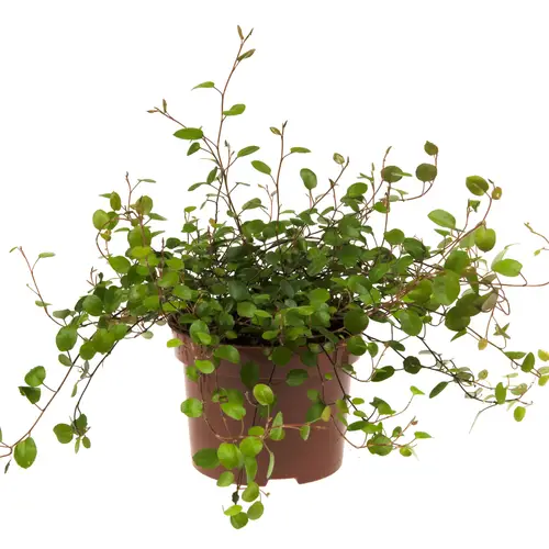 Mühlenbeckia Complexa T10,5 H010