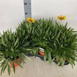 Coreopsis Grand. Schnäppch. Von Uhr T13 H030