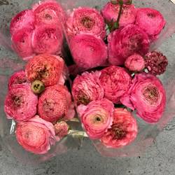 Ranunkel hell rosa/fuchsia antiek Aazur 70 Gramm 44cm