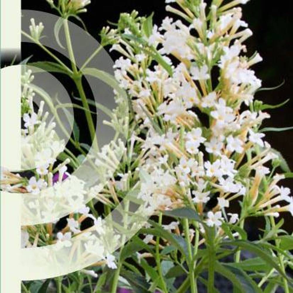 Buddleja Dav. Petite Snow White T19 H050