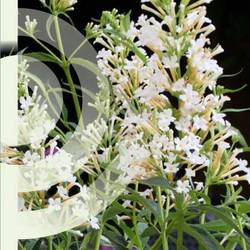 Buddleja Dav. Petite Snow White T19 H050