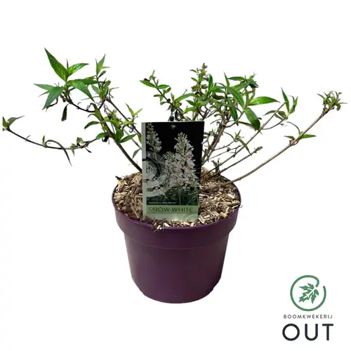 Buddleja Dav. Petite Snow White T19 H050