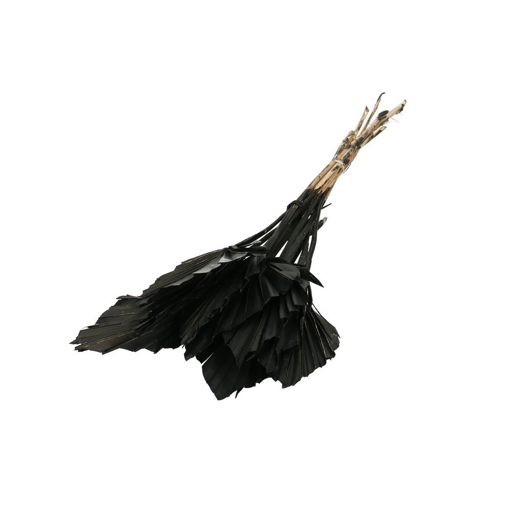 Trocken Palm Spear schwarz L50cm x10