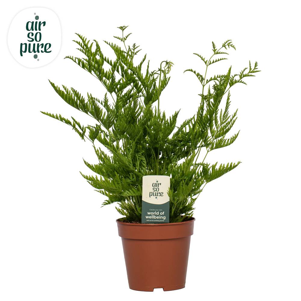 Pteris Straminea ASP T12 H040