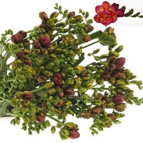 Freesie rot Bell 26 Gramm