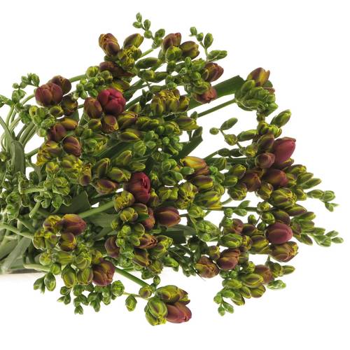 Freesie rot Bell 26 Gramm