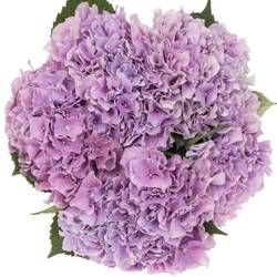 Hortensie lila Benefit Bol 18cm 60cm