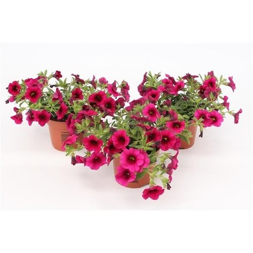 Calibrachoa lila T10,5 H015