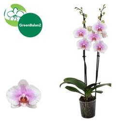 Phal.2-R rosa/weiss Novelty 9 T12 H055